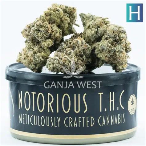 Notorious Thc Craft Cream Puff Grams Ganja West Online Canada