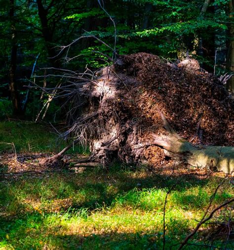 Árvore Desbotada a Raiz Na Floresta Imagem de Stock Imagem de