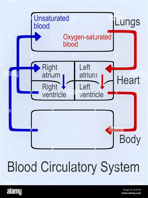 3D Illustrazione Del Sistema Circolatorio Del Sangue Sotto Un Diagramma