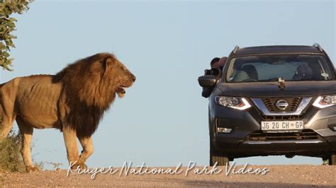 Biggest Lion King Blocking The Road Kruger National Park Videos Epic Wildlife Videos Youtube