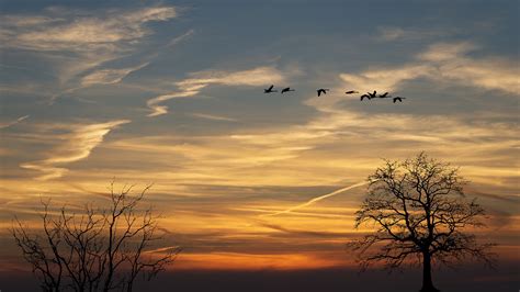 Sunset Sky Birds - Free photo on Pixabay - Pixabay