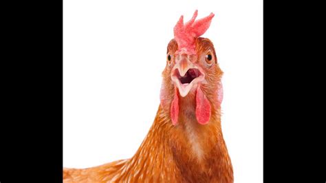 Crazy Hen Sound Effect Youtube