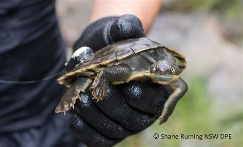 What My Phd Has Taught Me Turtles Are Awesome