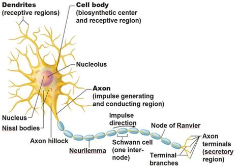 Nervous System And Nervous Tissue Chapter Part Flashcards Quizlet