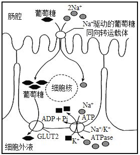 题目 钠 钾ATP酶 Na K ATPase 存在于大多数动物细胞膜上 能够利用ATP水解释放的能量 将细胞内的Na 泵出细胞外 而相应