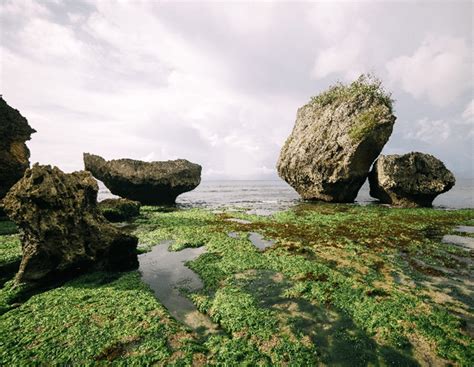 Dia Mundial Das Ervas Marinhas Ess Ncia Do Ambiente