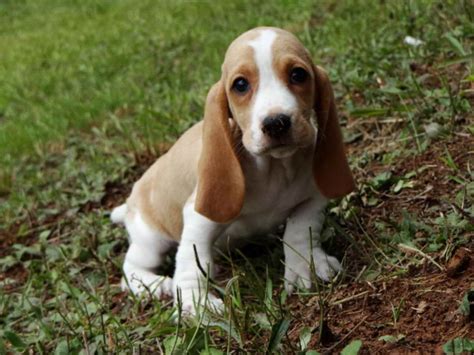 Basset Hound Rescue Ga Petsidi