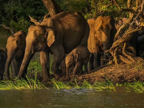 How to Scare Elephants—For Their Own Good