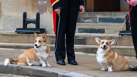 New photos of Queen Elizabeth’s corgis released