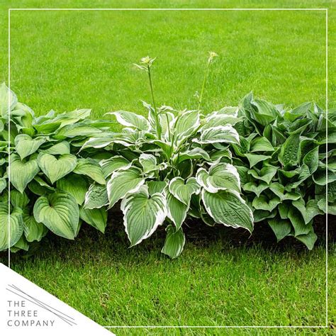 Live Perennial Hosta Yellow Polka Dot Bikini Per Pack Beautiful