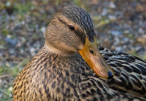 Duck Nature Bird Free Photo On Pixabay Pixabay