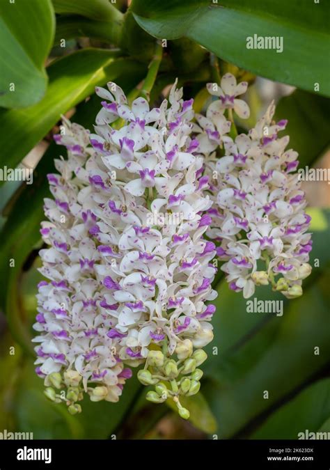 Closeup View Of White And Purple Clusters Of Flowers Of Rhynchostylis