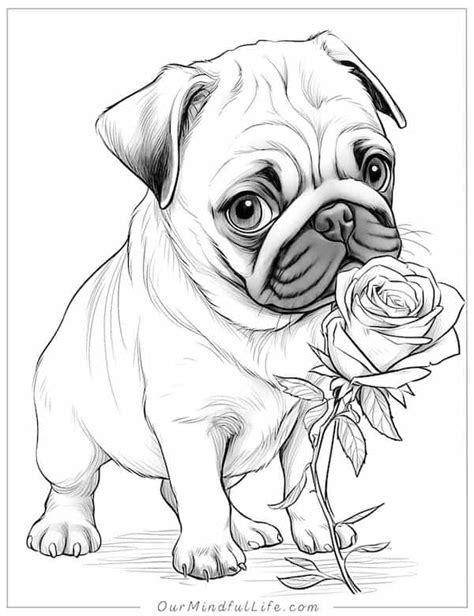 36 Super Cute Pug Coloring Pages Free Printables Our Mindful Life