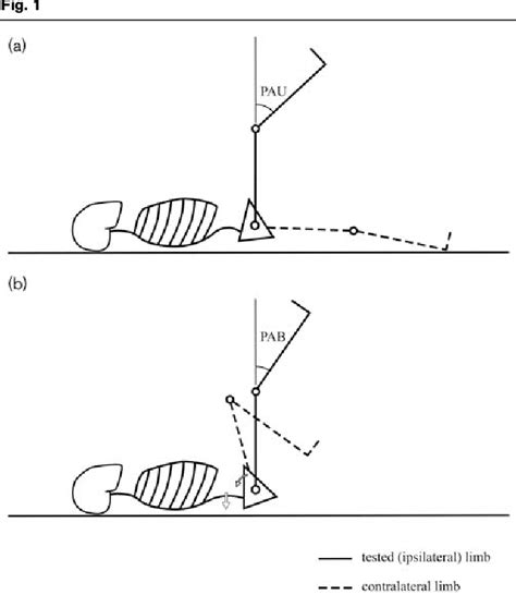 Popliteal Angle How To Measure