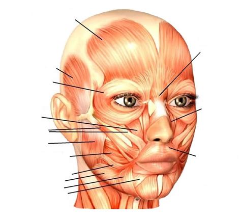 Head And Neck Muscles Diagram Quizlet