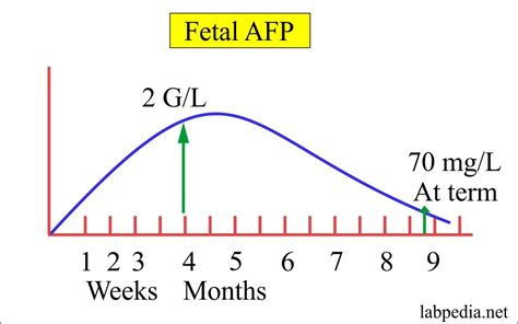 Tumor Marker Part 8 Alpha Fetoprotein Afp α Fetoprotein