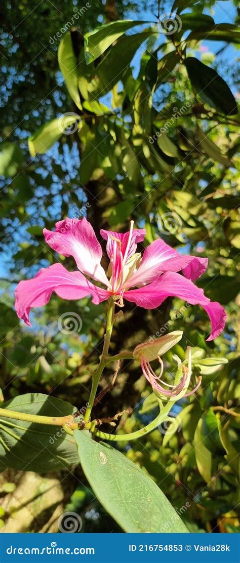 Brazilian Orchid Tree Or Pata De Vaca Bauhinia Forficata Tree Of The