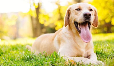 dog breeds   ideal   indian climate dog wise