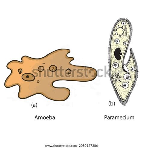 Set Unicellular Organisms Protozoa Paramecium Caudatum เวกเตอร์สต็อก ปลอดค่าลิขสิทธิ์