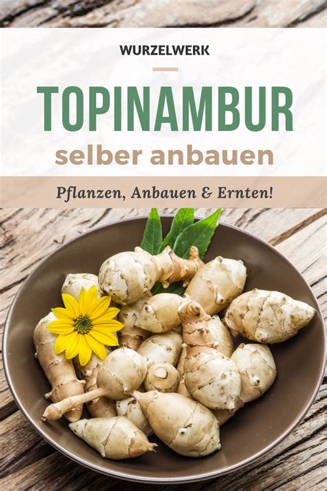 Der Komplette Topinambur Guide Pflanzen Anbauen Ernten Hast Du