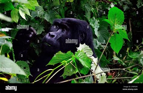 Gorilla Trekking Hi Res Stock Photography And Images Alamy