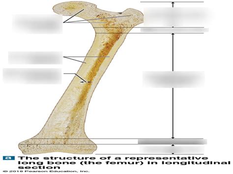 Chapter Long Bone Structure Diagram Quizlet