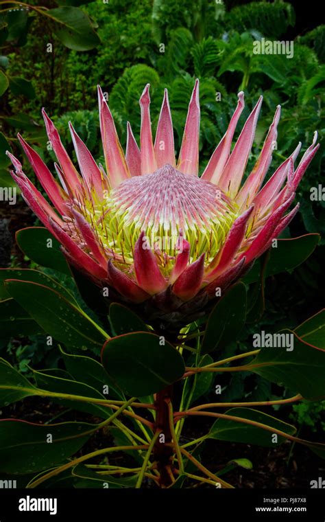 The south african national flower hi-res stock photography and images ...