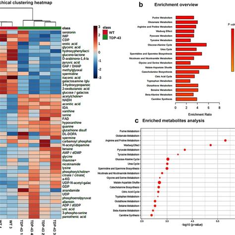 Enrichment Analysis Of Metabolites A Hierarchical Clustering Heat Download Scientific