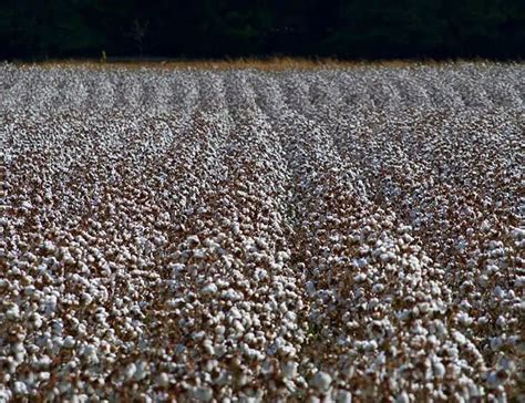 Environmental Impact of Cotton from Growing, Farming & Consuming (2023)