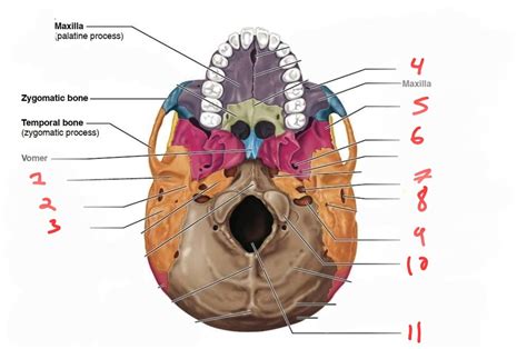 cranial bones Diagram | Quizlet