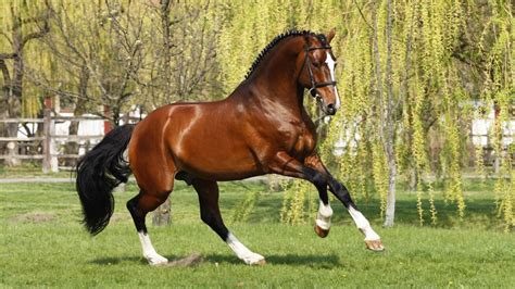 thoroughbred horse | What are thoroughbred horses? | Reference.com | Horses, Thoroughbred horse ...