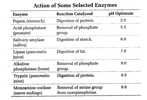 NEET Biology Notes Biomolecules and Enzyme Enzymes - CBSE Tuts