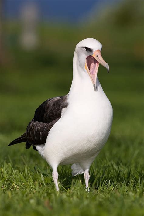 Laysan Albatross Phoebastria Immutabilis Photograph By Craig K Lorenz