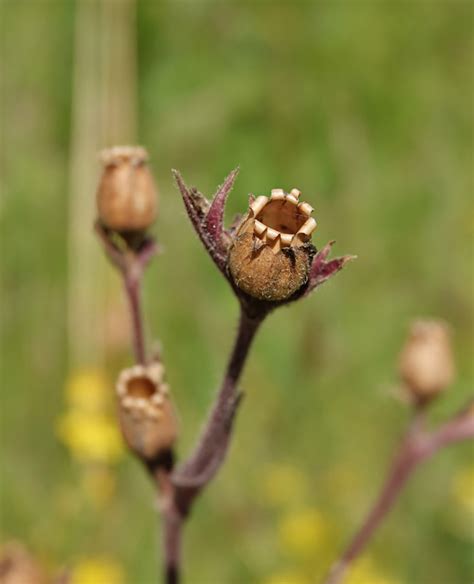 Knikkend Nagelkruid Natuurgebieden In Beeld