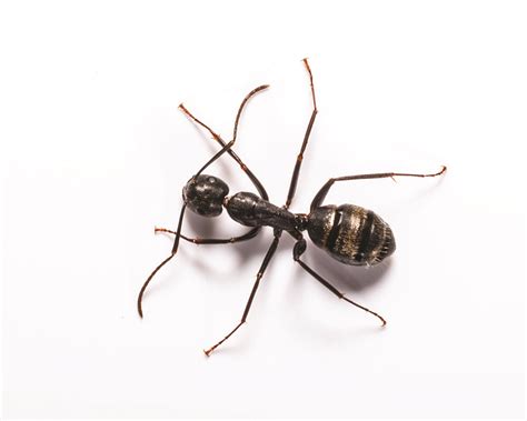 Carpenter Ant Identification & Behavior - Carpenter Ant Control