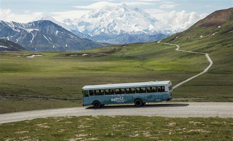 Denali Cabins: Base Camp to Adventure Near Denali National Park