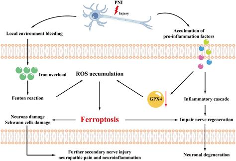 Frontiers Ferroptosis A New Regulatory Mechanism In Neuropathic Pain