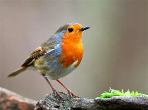 Comment Nourrir Les Oiseaux Au Printemps Que Planter Dans Le Jardin