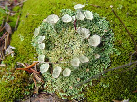 Lichens