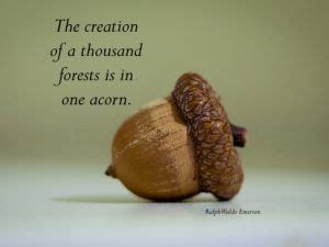 Inspiration One Acorn Acorn Tree Quotes Inspiration