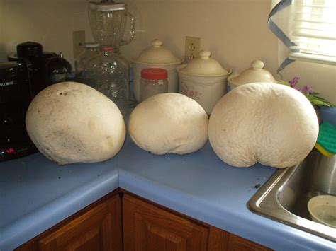 Giant Puffball Mushroom Crust Pizza Recipe