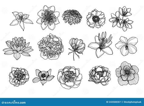 Bloemen Handtekening En Schets Zwart Wit Vector Illustratie