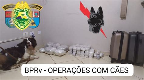 Canil Da Bprv Realiza Apreens O De Drogas Durante Opera O Finados Na