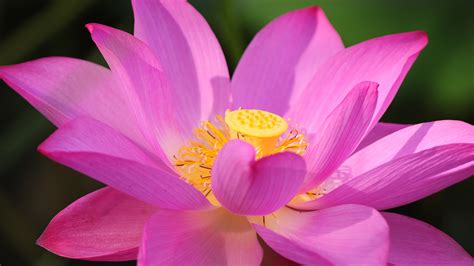 4k Lotus Flower Closeup Macro Pink Color Petals Hd Wallpaper