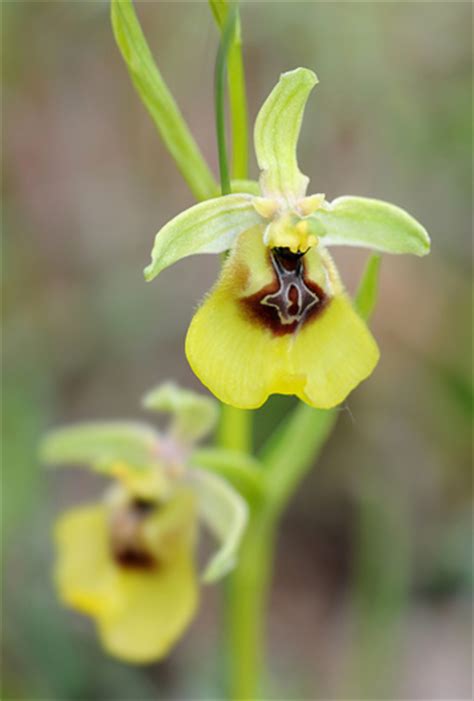 Ophrys Lacaitae