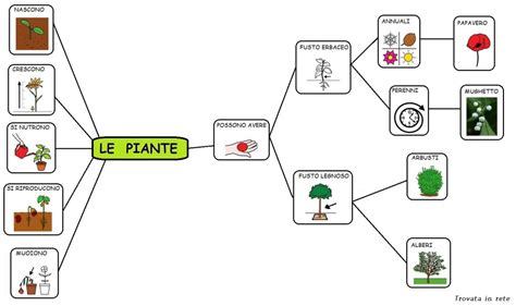 Le Piante Sc Elementare Aiutodislessia Net