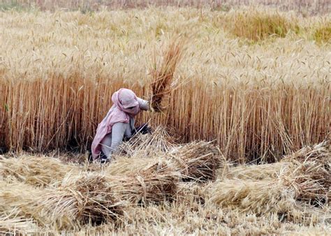 Center Imposes Stock Limits On Wheat Till Fy To Prevent Hoarding And