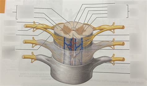 Spinal Cord And Meninges Diagram Quizlet