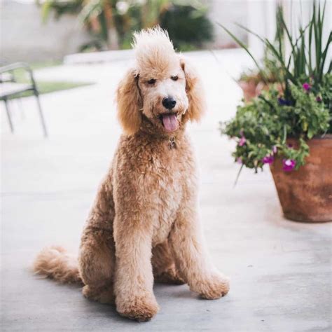 Do Goldendoodles Need Haircuts? (Pictures + Haircut Styles) - Pet Spruce