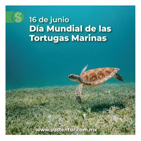 Lo Que Debes Saber En El D A Mundial De Las Tortugas Marinas Sustentur